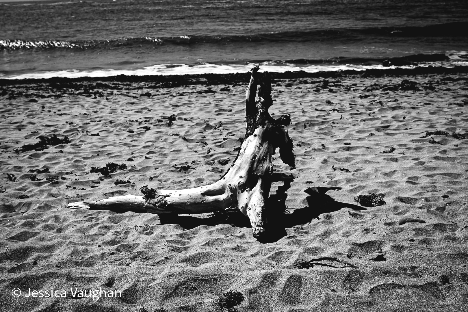 Bean & Leaf Cafe: The Dancing Driftwood