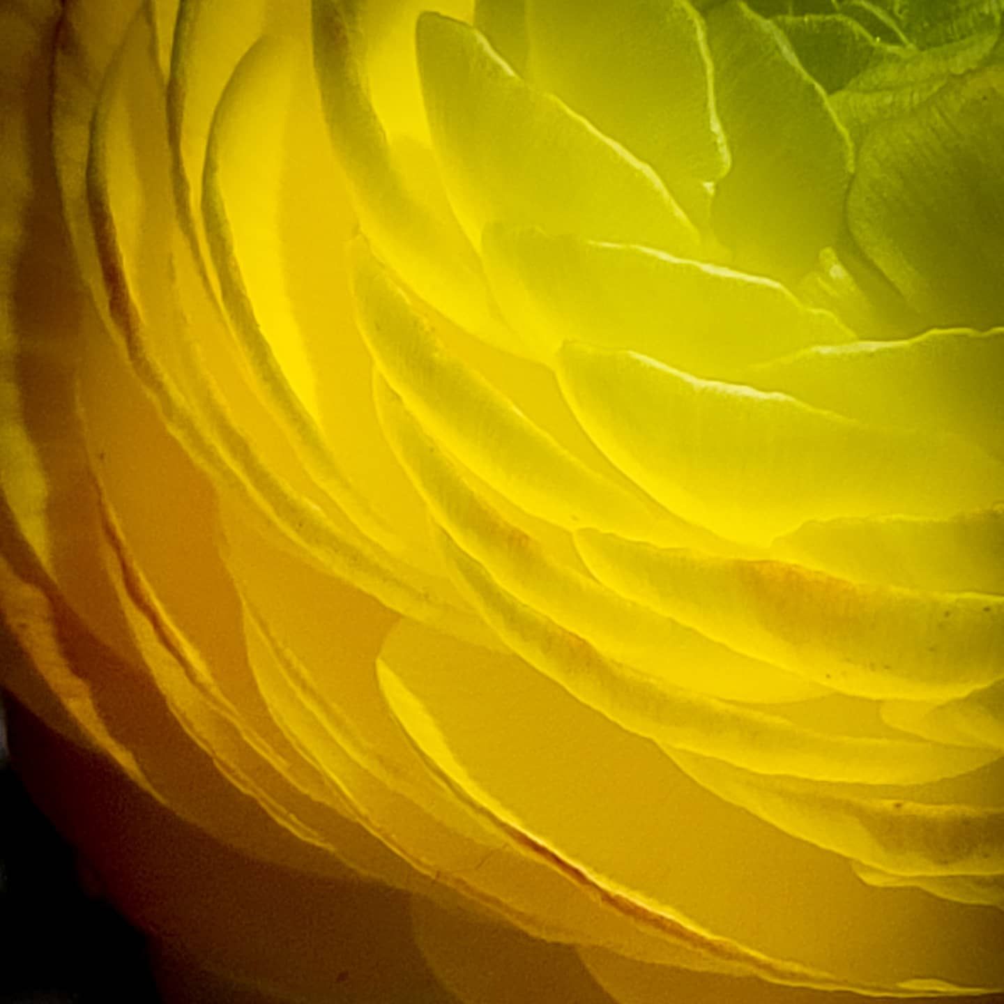 Bean & Leaf: Yellow Dahlia