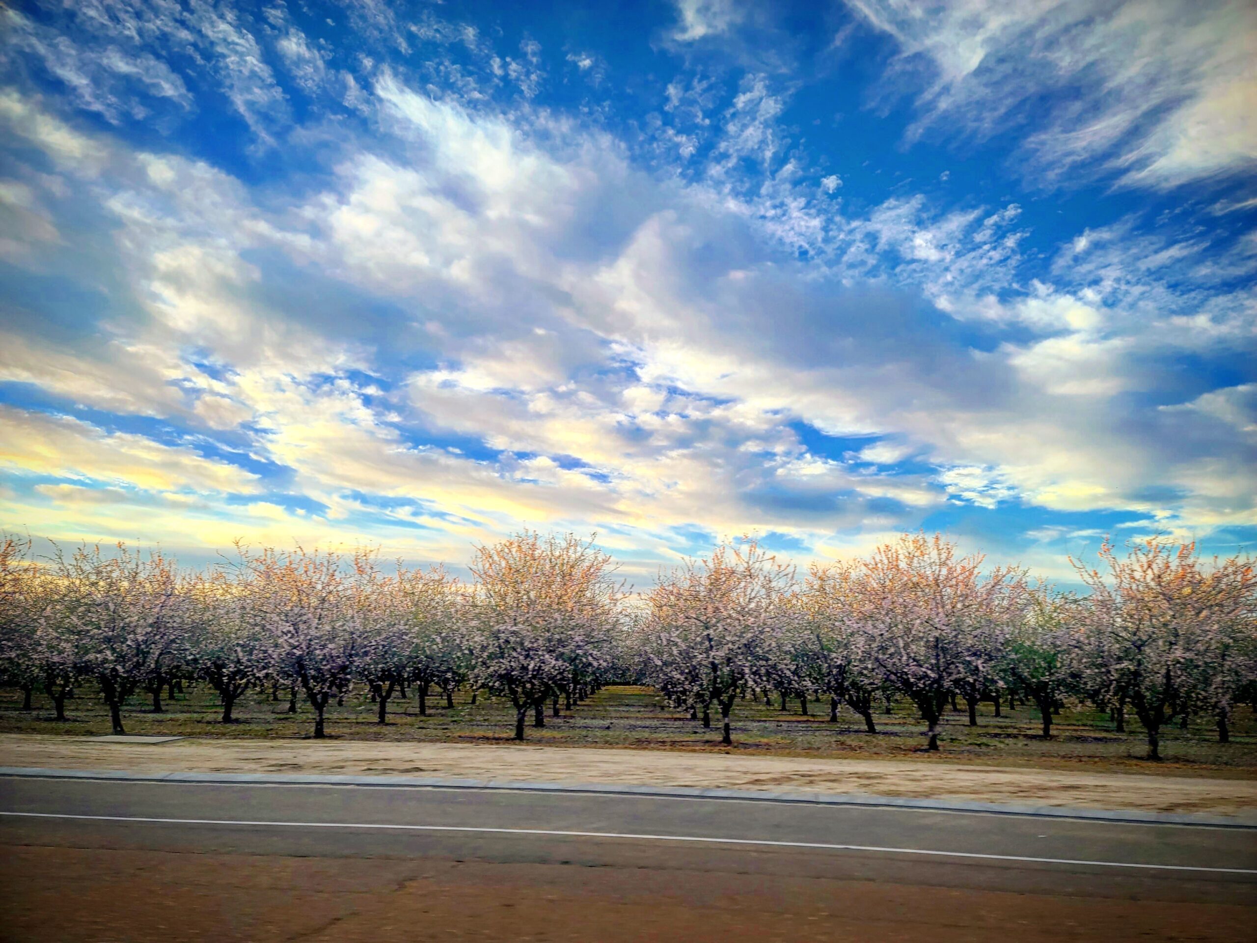 Bean & Leaf: Central Valley Snow